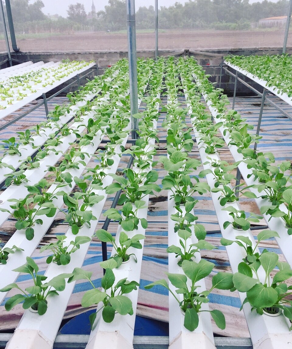 Cử nhân về quê sống nhờ 200m2 vườn, ngày ngày bán rau khắp Hà Nội - 3 Cử nhân về quê sống nhờ 200m2 vườn, ngày ngày bán rau khắp Hà Nội - 3