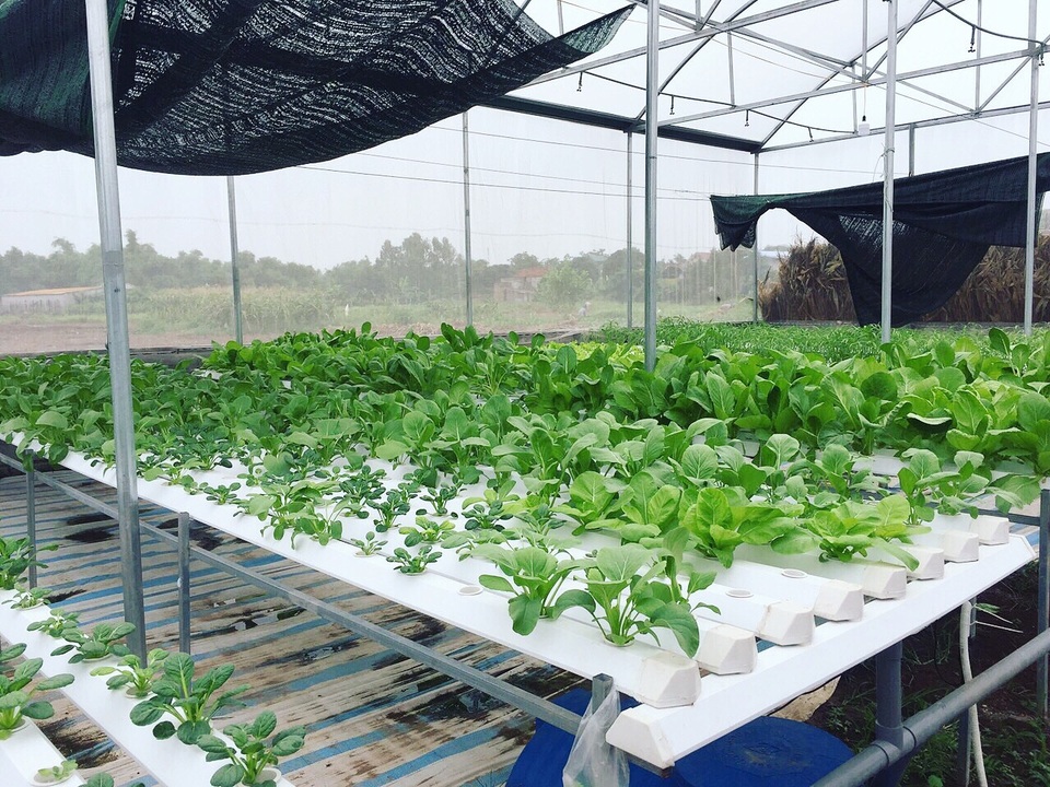 Cử nhân về quê sống nhờ 200m2 vườn, ngày ngày bán rau khắp Hà Nội - 5 Cử nhân về quê sống nhờ 200m2 vườn, ngày ngày bán rau khắp Hà Nội - 5