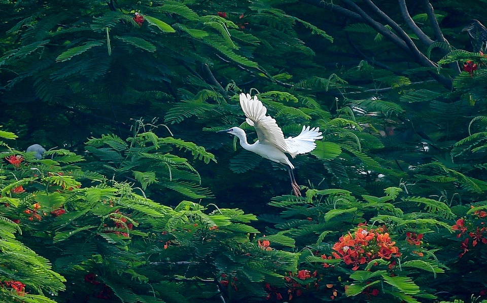 Về Hưng Yên ngắm đảo cò giữa lòng thành phố! - 5 Về Hưng Yên ngắm đảo cò giữa lòng thành phố! - 5