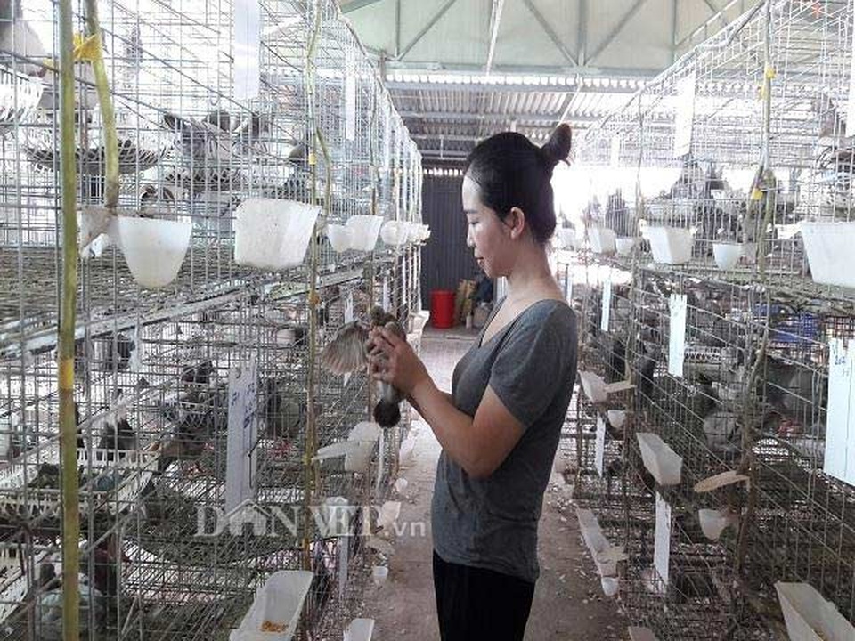 Hà Tĩnh: Xây lầu cho chim ở, mỗi tháng bỏ túi hơn 20 triệu đồng. - 3 Hà Tĩnh: Xây lầu cho chim ở, mỗi tháng bỏ túi hơn 20 triệu đồng. - 3