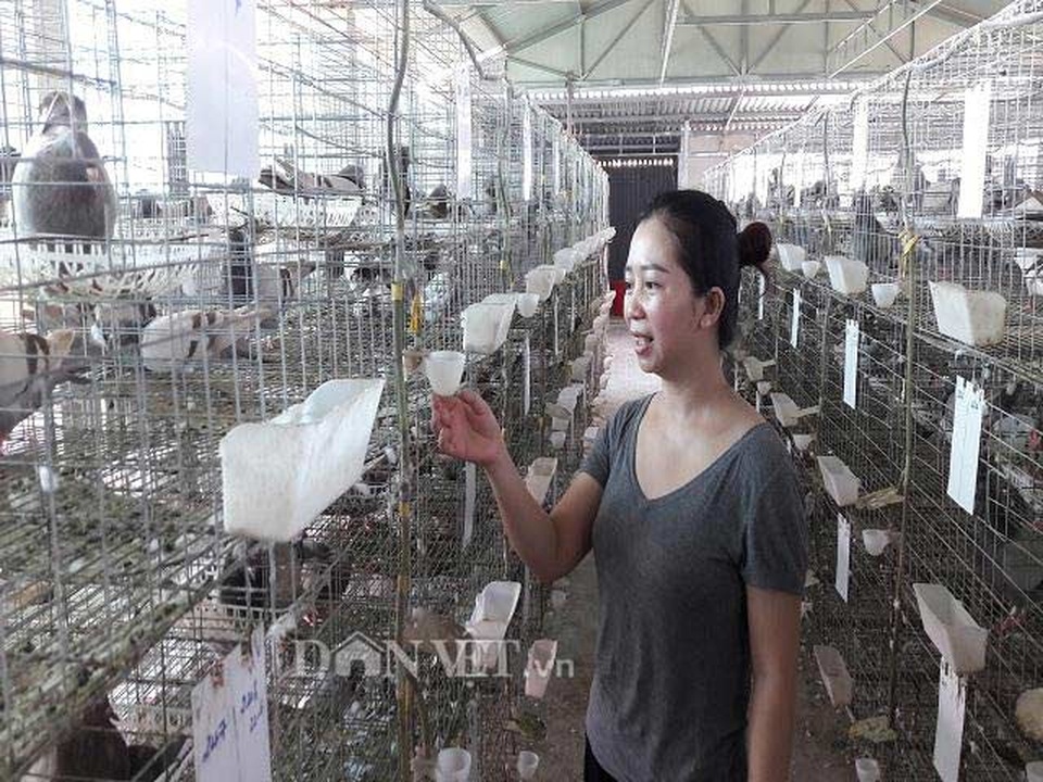 Hà Tĩnh: Xây lầu cho chim ở, mỗi tháng bỏ túi hơn 20 triệu đồng. - 6 Hà Tĩnh: Xây lầu cho chim ở, mỗi tháng bỏ túi hơn 20 triệu đồng. - 6