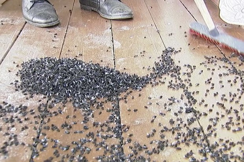 Ngôi làng bị hàng triệu con ruồi bao vây, cầm tù - 1 Ngôi làng bị hàng triệu con ruồi bao vây, cầm tù - 1