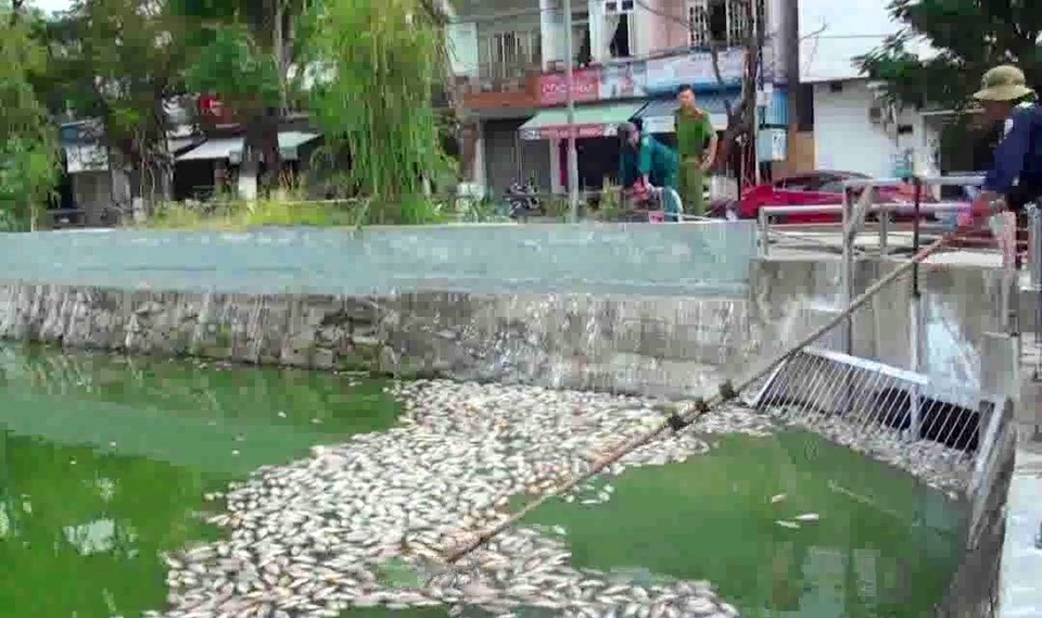 Tình trạng cá chết ở hồ trung tâm Đà Nẵng ngày càng nhiều - 4 Tình trạng cá chết ở hồ trung tâm Đà Nẵng ngày càng nhiều - 4