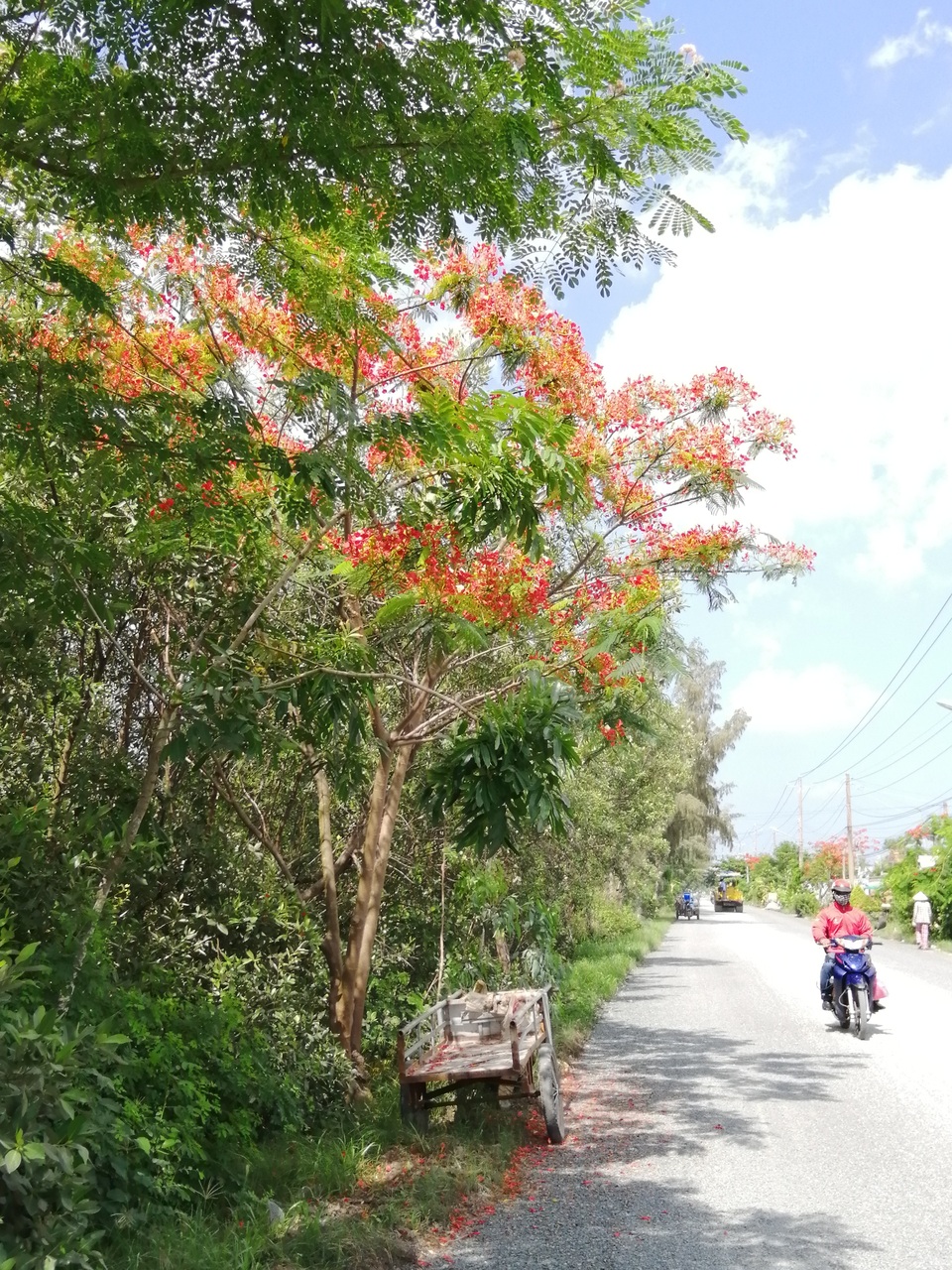 Xứ biển Bạc Liêu “rợp trời” hoa phượng vĩ - 9 Xứ biển Bạc Liêu “rợp trời” hoa phượng vĩ - 9