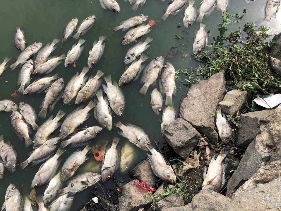 Tình trạng cá chết ở hồ trung tâm Đà Nẵng ngày càng nhiều - 3 Tình trạng cá chết ở hồ trung tâm Đà Nẵng ngày càng nhiều - 3