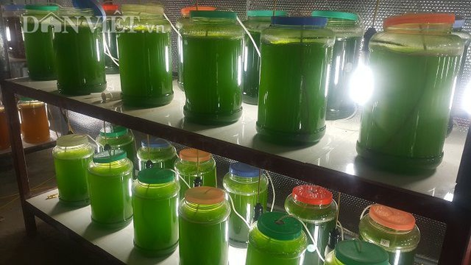 Nuôi thứ nước xanh lè mà lãi trăm triệu; Ốc “của quý” 2,5 triệu đồng/kg bán đầy đường - 2 Nuôi thứ nước xanh lè mà lãi trăm triệu; Ốc “của quý” 2,5 triệu đồng/kg bán đầy đường - 2