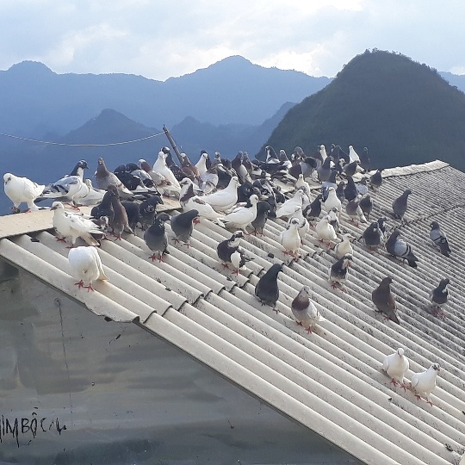 Nuôi chơi chơi bồ câu lai Pháp, nhẹ nhàng bỏ túi gần 5 triệu/tháng - 1 Nuôi chơi chơi bồ câu lai Pháp, nhẹ nhàng bỏ túi gần 5 triệu/tháng - 1