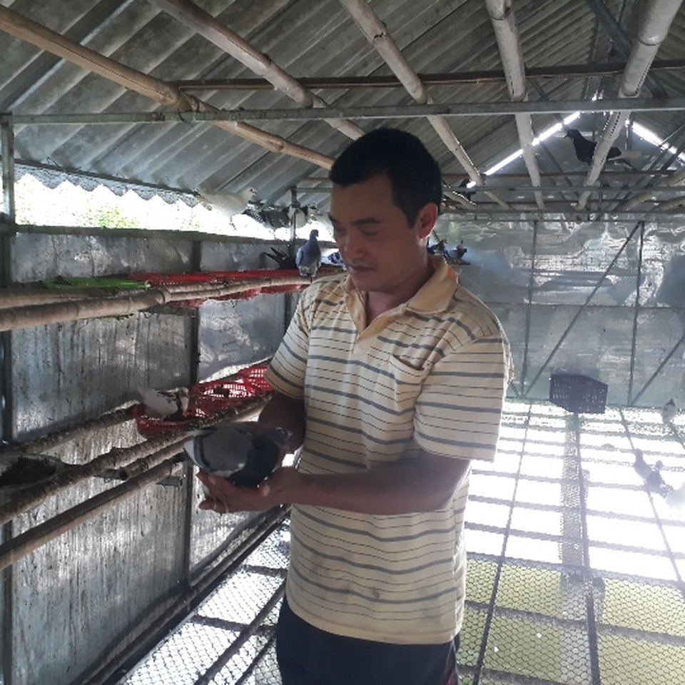 Nuôi chơi chơi bồ câu lai Pháp, nhẹ nhàng bỏ túi gần 5 triệu/tháng - 2 Nuôi chơi chơi bồ câu lai Pháp, nhẹ nhàng bỏ túi gần 5 triệu/tháng - 2