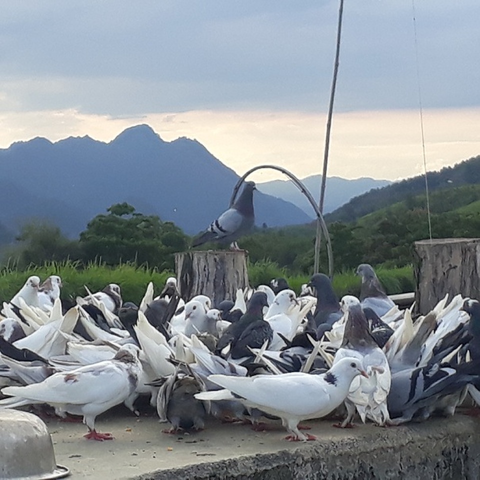 Nuôi chơi chơi bồ câu lai Pháp, nhẹ nhàng bỏ túi gần 5 triệu/tháng - 4 Nuôi chơi chơi bồ câu lai Pháp, nhẹ nhàng bỏ túi gần 5 triệu/tháng - 4