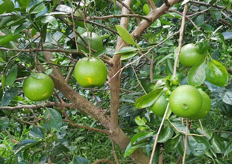 Độc nhất miền Tây: Vườn cam ruột đỏ au, không hề có hạt - 2 Độc nhất miền Tây: Vườn cam ruột đỏ au, không hề có hạt - 2