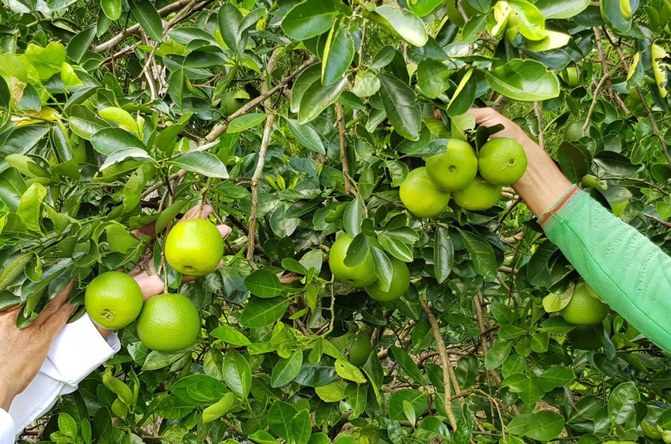 Độc nhất miền Tây: Vườn cam ruột đỏ au, không hề có hạt - 4 Độc nhất miền Tây: Vườn cam ruột đỏ au, không hề có hạt - 4