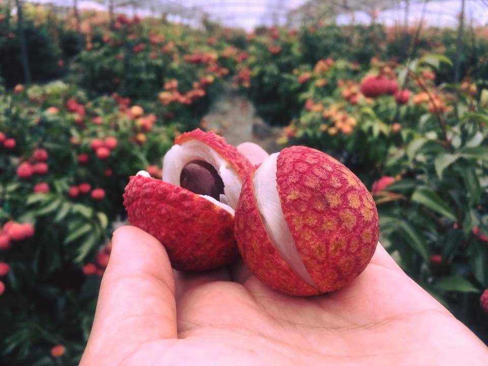 Hơn 200 nghìn đồng một quả vải thiều ở Nhật Bản - 1 Hơn 200 nghìn đồng một quả vải thiều ở Nhật Bản - 1