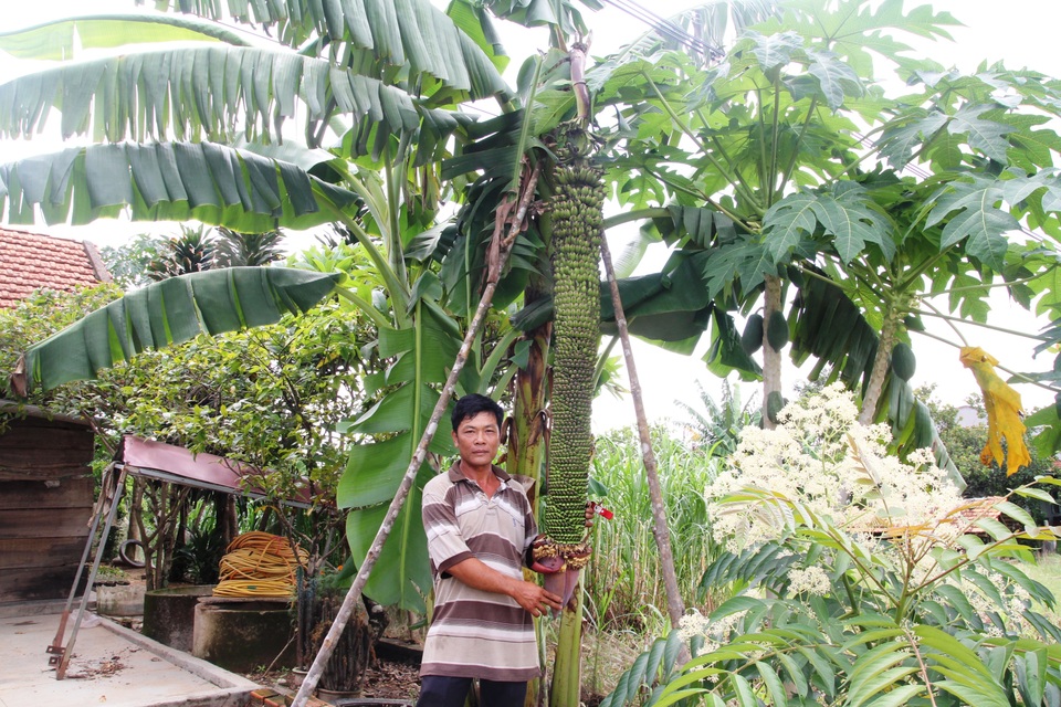 Chiêm ngưỡng buồng chuối “khủng” hơn 100 nải, dài 2m ở Lâm Đồng - 1 Chiêm ngưỡng buồng chuối “khủng” hơn 100 nải, dài 2m ở Lâm Đồng - 1