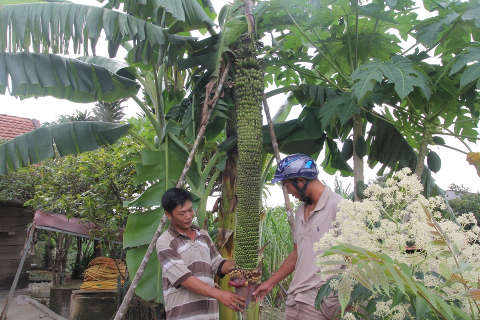 Chiêm ngưỡng buồng chuối “khủng” hơn 100 nải, dài 2m ở Lâm Đồng - 3 Chiêm ngưỡng buồng chuối “khủng” hơn 100 nải, dài 2m ở Lâm Đồng - 3