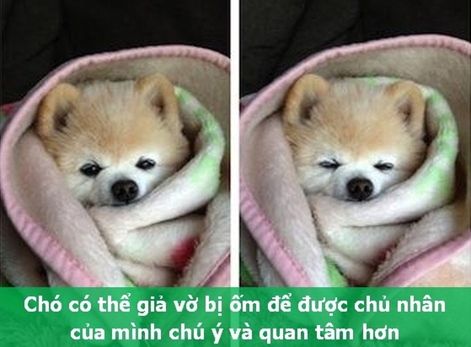 Những “Fun Facts” sẽ khiến bạn phải bất ngờ về thú cưng của mình! - 1 Những “Fun Facts” sẽ khiến bạn phải bất ngờ về thú cưng của mình! - 1