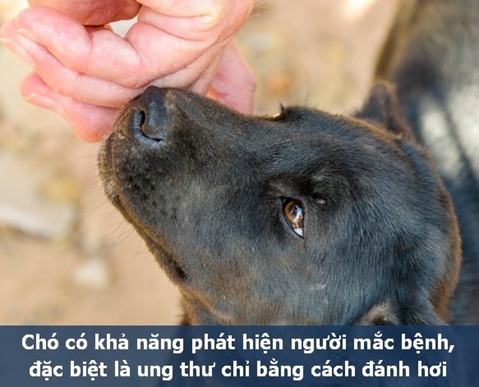 Những “Fun Facts” sẽ khiến bạn phải bất ngờ về thú cưng của mình! - 10 Những “Fun Facts” sẽ khiến bạn phải bất ngờ về thú cưng của mình! - 10