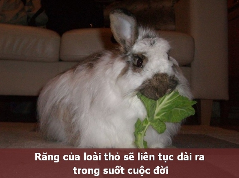 Những “Fun Facts” sẽ khiến bạn phải bất ngờ về thú cưng của mình! - 11 Những “Fun Facts” sẽ khiến bạn phải bất ngờ về thú cưng của mình! - 11