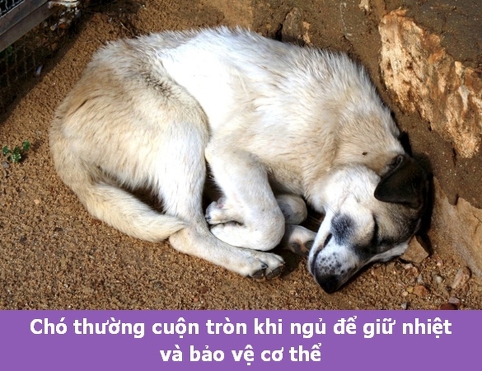 Những “Fun Facts” sẽ khiến bạn phải bất ngờ về thú cưng của mình! - 9 Những “Fun Facts” sẽ khiến bạn phải bất ngờ về thú cưng của mình! - 9