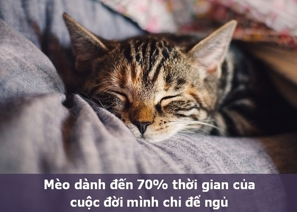 Những “Fun Facts” sẽ khiến bạn phải bất ngờ về thú cưng của mình! - 2 Những “Fun Facts” sẽ khiến bạn phải bất ngờ về thú cưng của mình! - 2