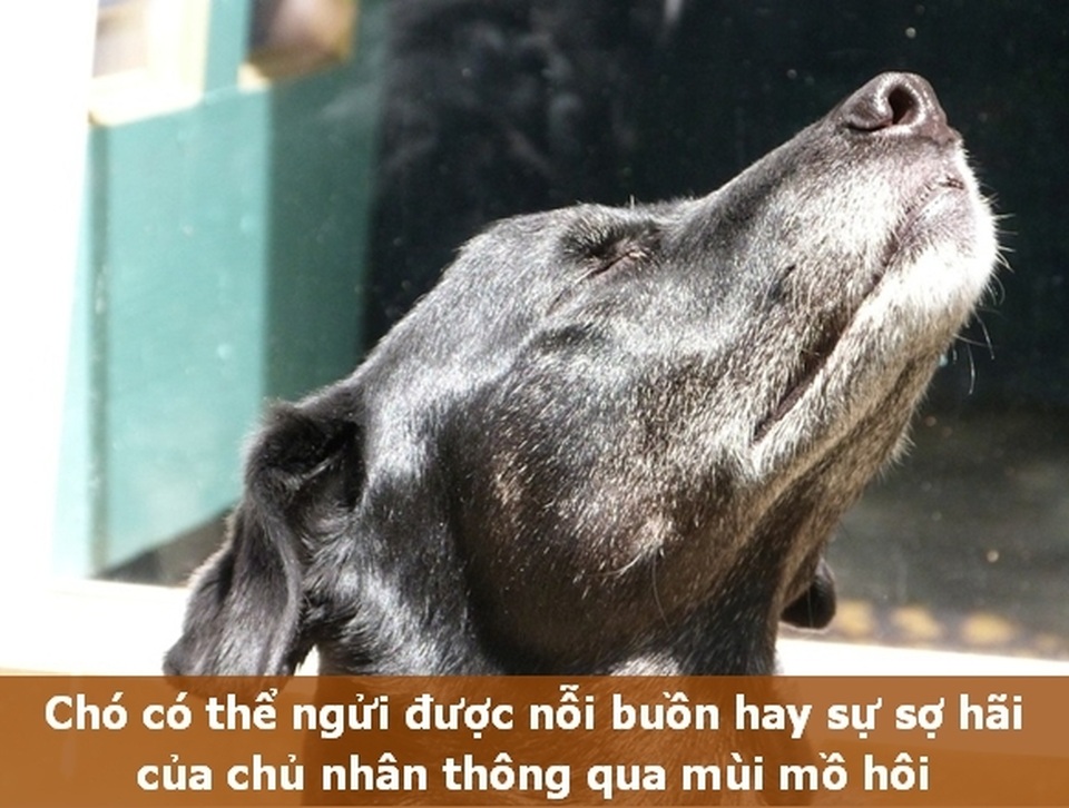 Những “Fun Facts” sẽ khiến bạn phải bất ngờ về thú cưng của mình! - 3 Những “Fun Facts” sẽ khiến bạn phải bất ngờ về thú cưng của mình! - 3