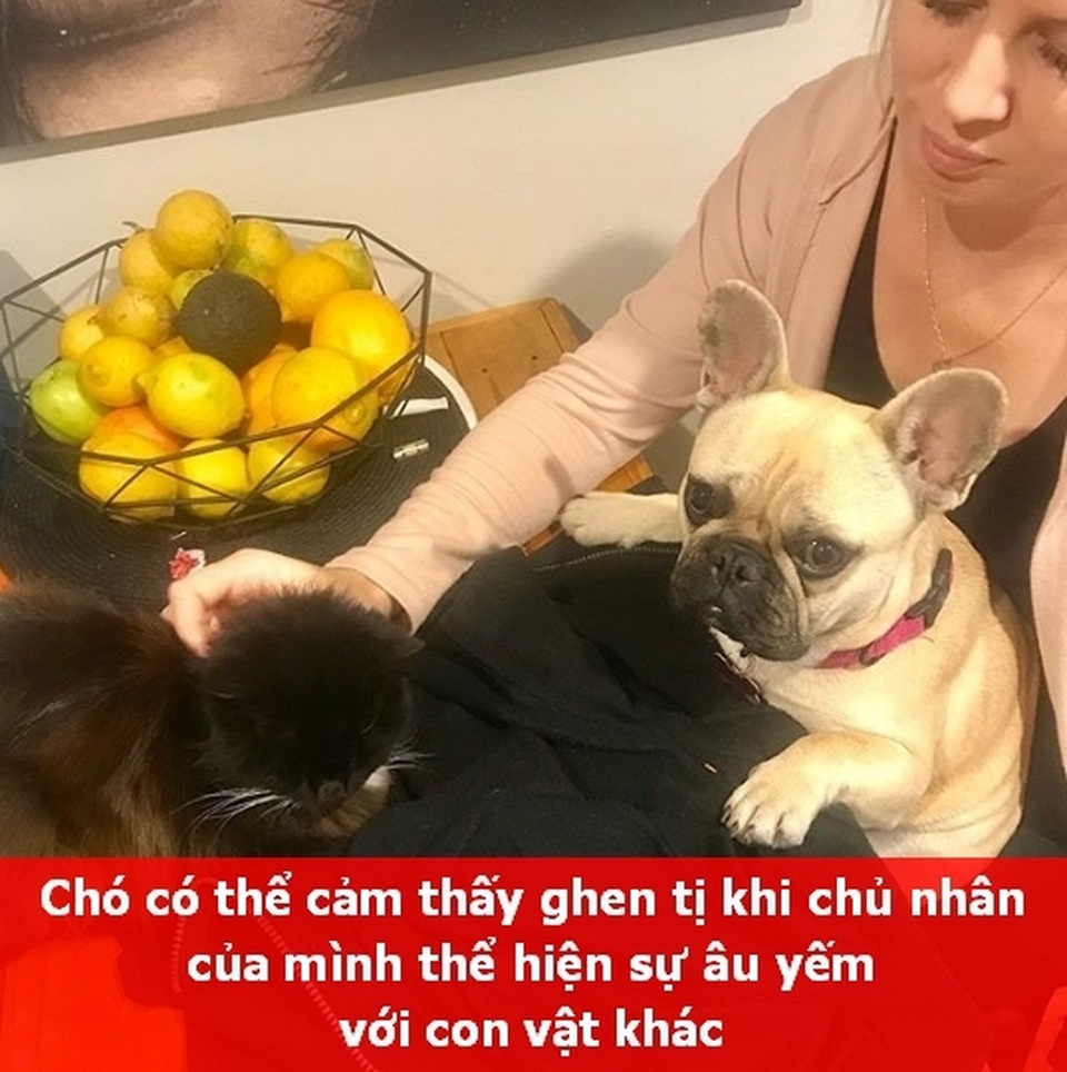 Những “Fun Facts” sẽ khiến bạn phải bất ngờ về thú cưng của mình! - 5 Những “Fun Facts” sẽ khiến bạn phải bất ngờ về thú cưng của mình! - 5