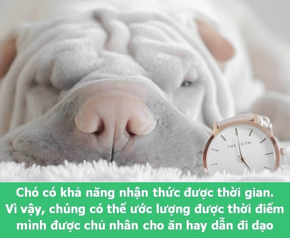 Những “Fun Facts” sẽ khiến bạn phải bất ngờ về thú cưng của mình! - 7 Những “Fun Facts” sẽ khiến bạn phải bất ngờ về thú cưng của mình! - 7