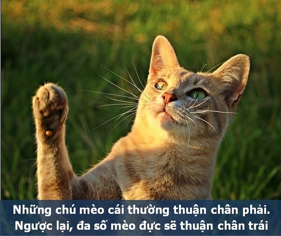 Những “Fun Facts” sẽ khiến bạn phải bất ngờ về thú cưng của mình! - 8 Những “Fun Facts” sẽ khiến bạn phải bất ngờ về thú cưng của mình! - 8