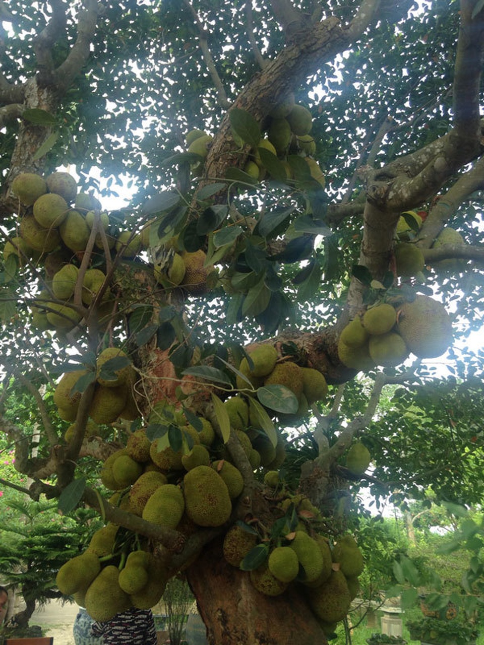 Cây mít gần trăm tuổi cho hơn trăm quả, có 1 không 2 đất Hà Nội - 4 Cây mít gần trăm tuổi cho hơn trăm quả, có 1 không 2 đất Hà Nội - 4