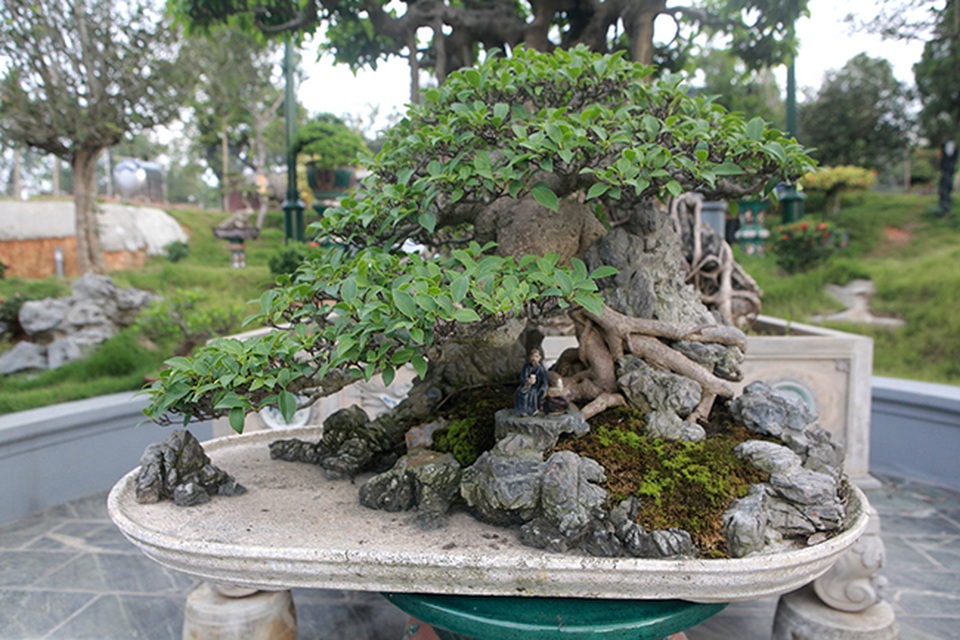 Mê mẩn ngắm “cụ” si tai chuột đẹp nhất Việt Nam, giá 300 triệu đồng - 1 Mê mẩn ngắm “cụ” si tai chuột đẹp nhất Việt Nam, giá 300 triệu đồng - 1