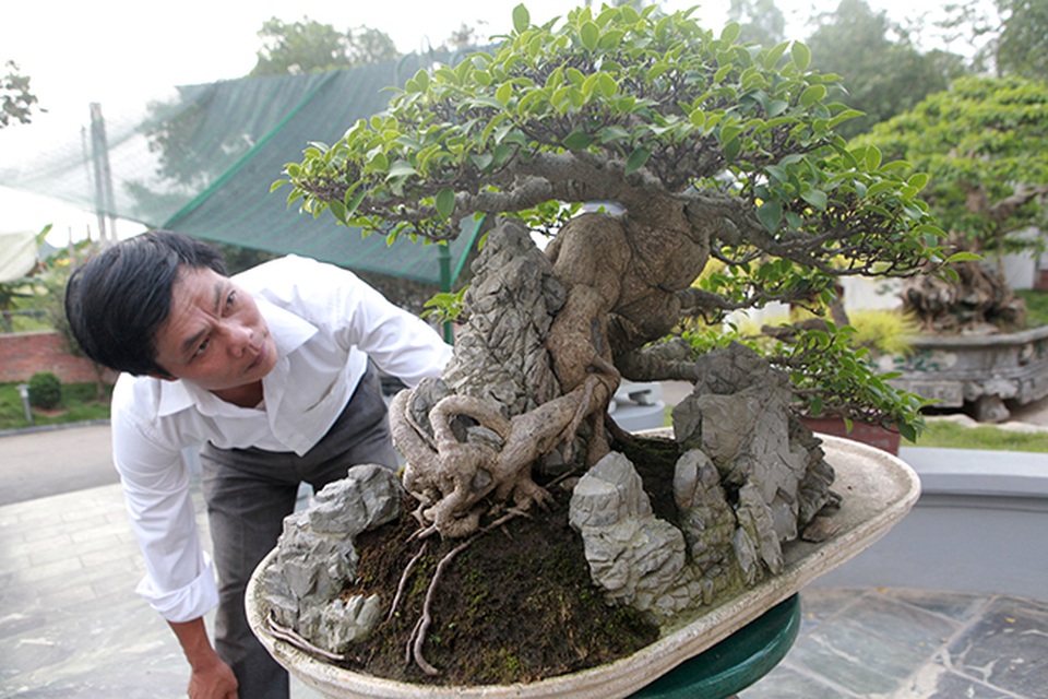 Mê mẩn ngắm “cụ” si tai chuột đẹp nhất Việt Nam, giá 300 triệu đồng - 2 Mê mẩn ngắm “cụ” si tai chuột đẹp nhất Việt Nam, giá 300 triệu đồng - 2
