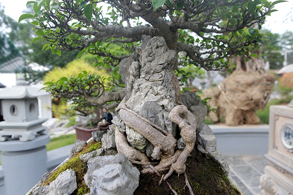 Mê mẩn ngắm “cụ” si tai chuột đẹp nhất Việt Nam, giá 300 triệu đồng - 5 Mê mẩn ngắm “cụ” si tai chuột đẹp nhất Việt Nam, giá 300 triệu đồng - 5