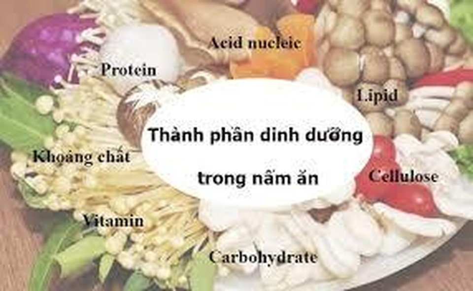 Nấm chống lão hóa, ngừa ung thư? - 5