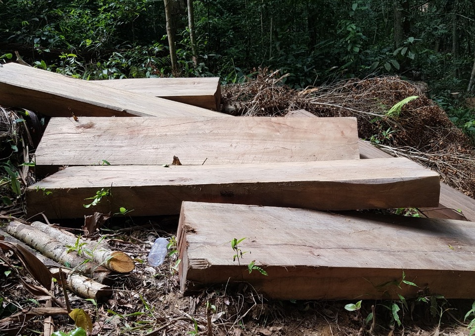Cận cảnh cánh rừng Kbang bị tàn phá “ngổn ngang”! - 4 Cận cảnh cánh rừng Kbang bị tàn phá “ngổn ngang”! - 4