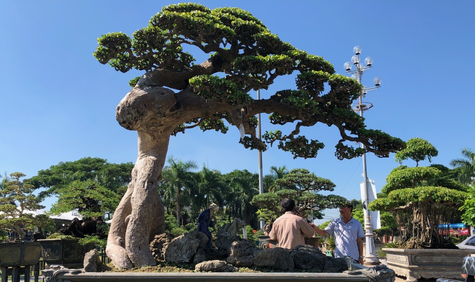 Ngắm cụ duối có giá 3,5 tỷ đồng - 1