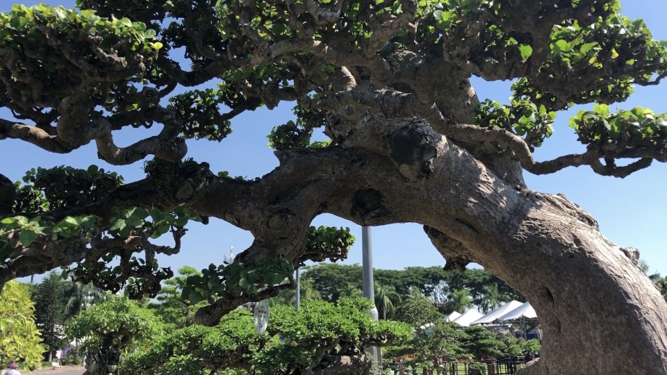 Ngắm cụ duối có giá 3,5 tỷ đồng - 2