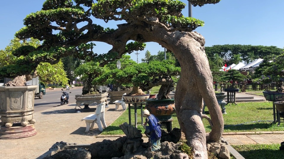 Ngắm cụ duối có giá 3,5 tỷ đồng - 4