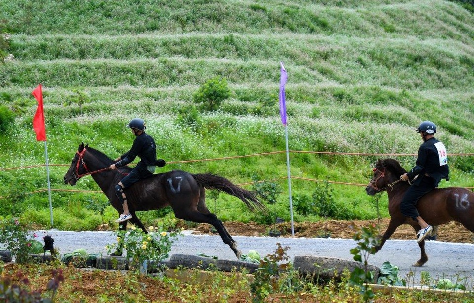 Hàng ngàn du khách đổ về Sa Pa tham dự lễ hội đua ngựa Vó ngựa trên mây - 8 Hàng ngàn du khách đổ về Sa Pa tham dự lễ hội đua ngựa Vó ngựa trên mây - 8