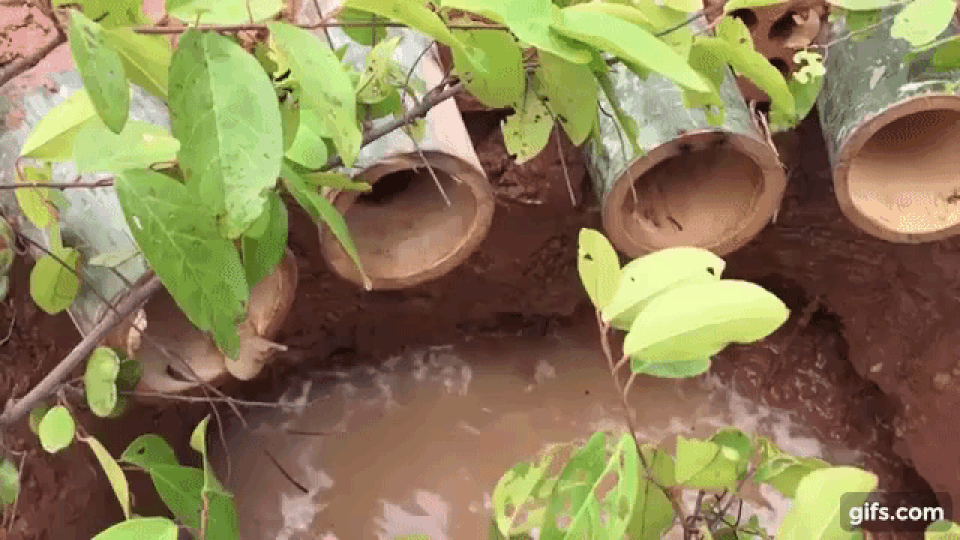 Xem chàng trai bắt cua, cá bằng chiếc bẫy tre vô cùng đơn giản mà hiệu quả - 1