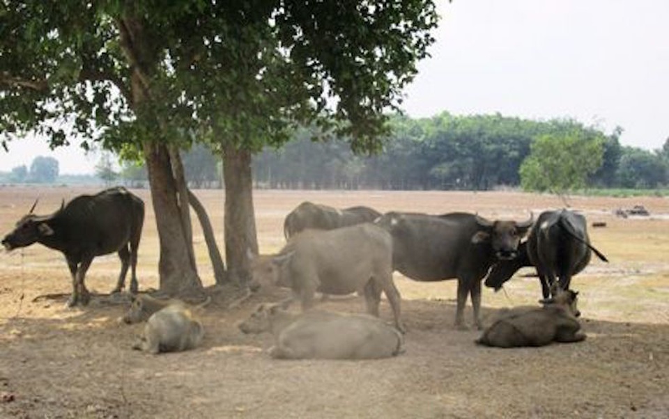 Công viên Sài Gòn Safari: UBND TPHCM giao chủ đầu tư không đủ năng lực? - 1 Công viên Sài Gòn Safari: UBND TPHCM giao chủ đầu tư không đủ năng lực? - 1