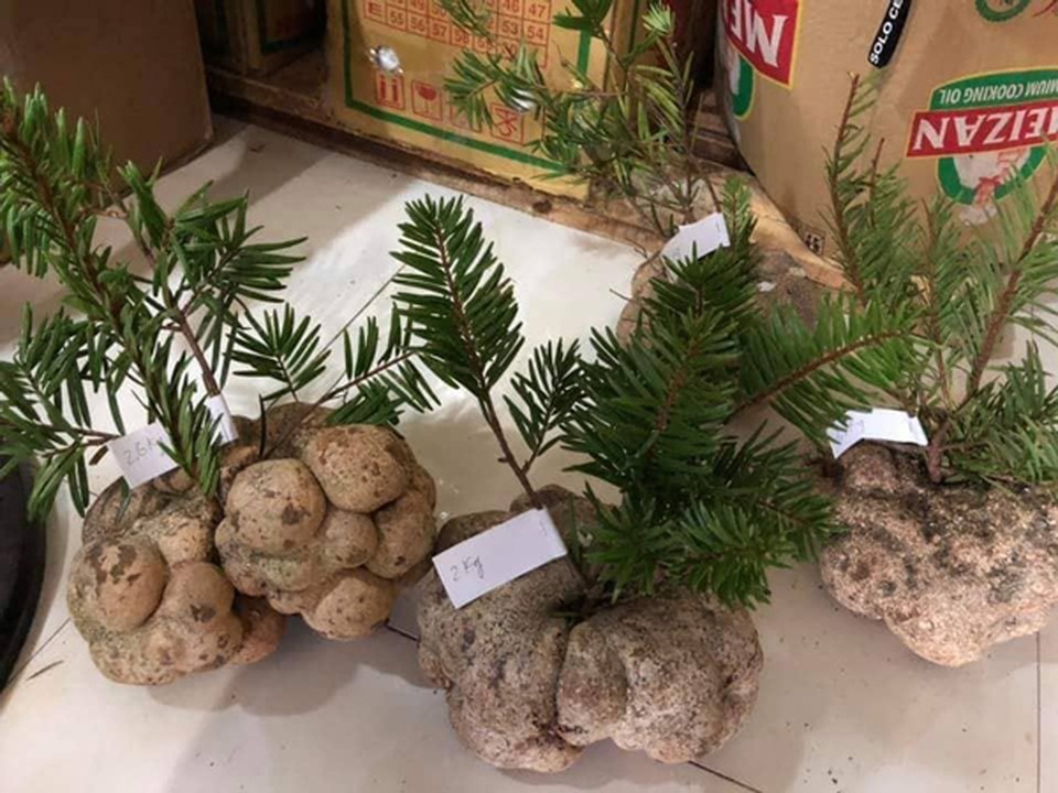 Vì sao một cây nấm giá 10 triệu đồng, người Việt vẫn đổ tiền mua? - 1 Vì sao một cây nấm giá 10 triệu đồng, người Việt vẫn đổ tiền mua? - 1