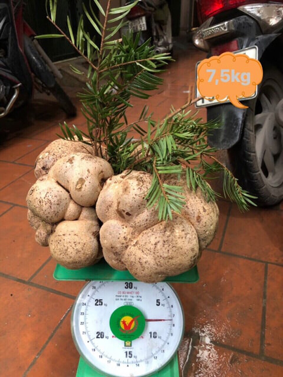 Vì sao một cây nấm giá 10 triệu đồng, người Việt vẫn đổ tiền mua? - 2 Vì sao một cây nấm giá 10 triệu đồng, người Việt vẫn đổ tiền mua? - 2