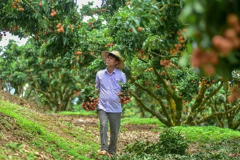 Xe bồn “hết hồn” tránh xe con lùi trên cao tốc và xe khách gặp nạn kinh hoàng ở Hòa Bình - 7 Xe bồn “hết hồn” tránh xe con lùi trên cao tốc và xe khách gặp nạn kinh hoàng ở Hòa Bình - 7