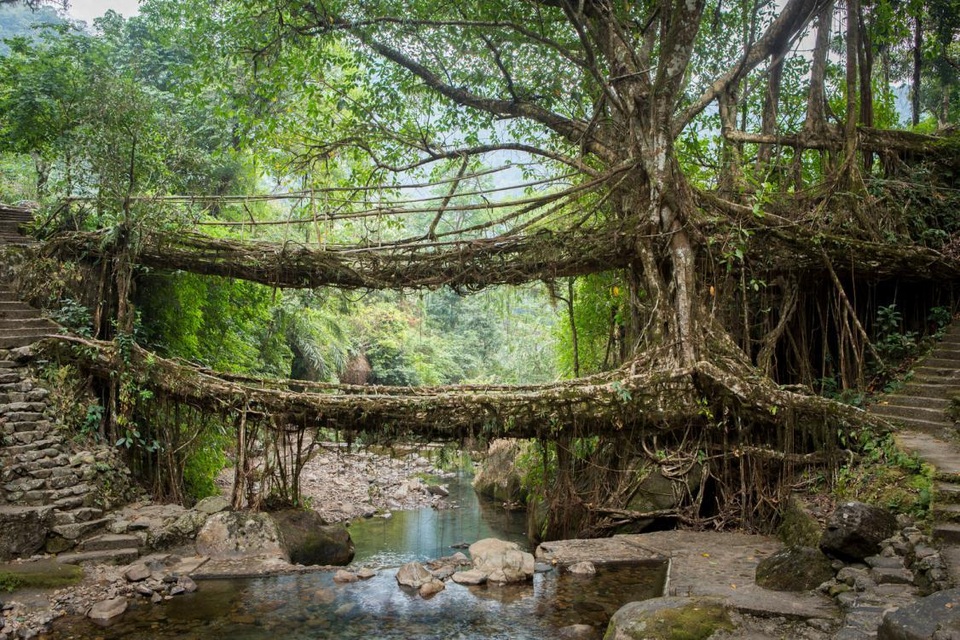 “Cây cầu sống” đan bằng rễ cây, tồn tại cả trăm năm vẫn dùng tốt - 1 “Cây cầu sống” đan bằng rễ cây, tồn tại cả trăm năm vẫn dùng tốt - 1