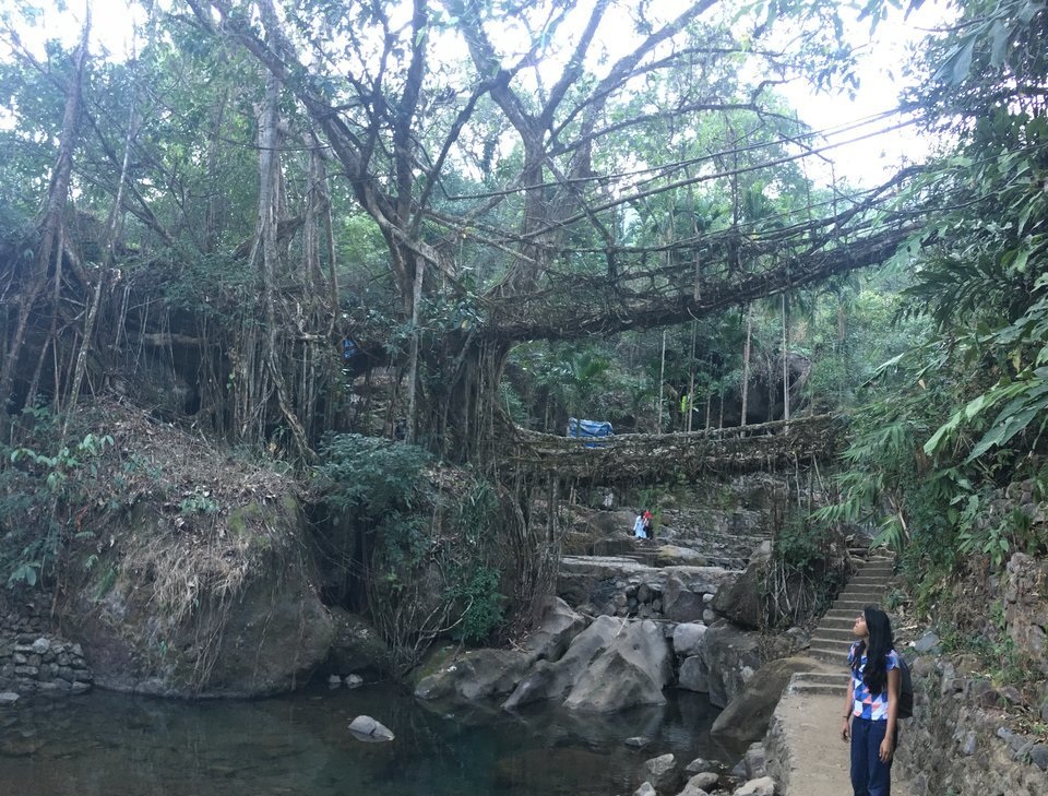 “Cây cầu sống” đan bằng rễ cây, tồn tại cả trăm năm vẫn dùng tốt - 3 “Cây cầu sống” đan bằng rễ cây, tồn tại cả trăm năm vẫn dùng tốt - 3