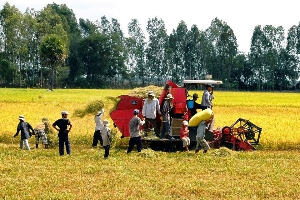 Trung Quốc giảm nhập, xuất khẩu gạo của Việt Nam trở nên khó khăn - 3 Trung Quốc giảm nhập, xuất khẩu gạo của Việt Nam trở nên khó khăn - 3
