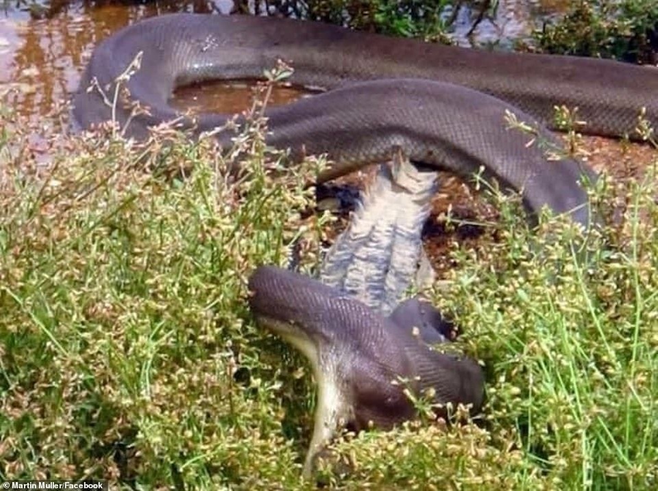 Cuộc chiến hai “thủy quái” đầm lầy: Trăn khổng lồ nuốt chửng cá sấu - 4