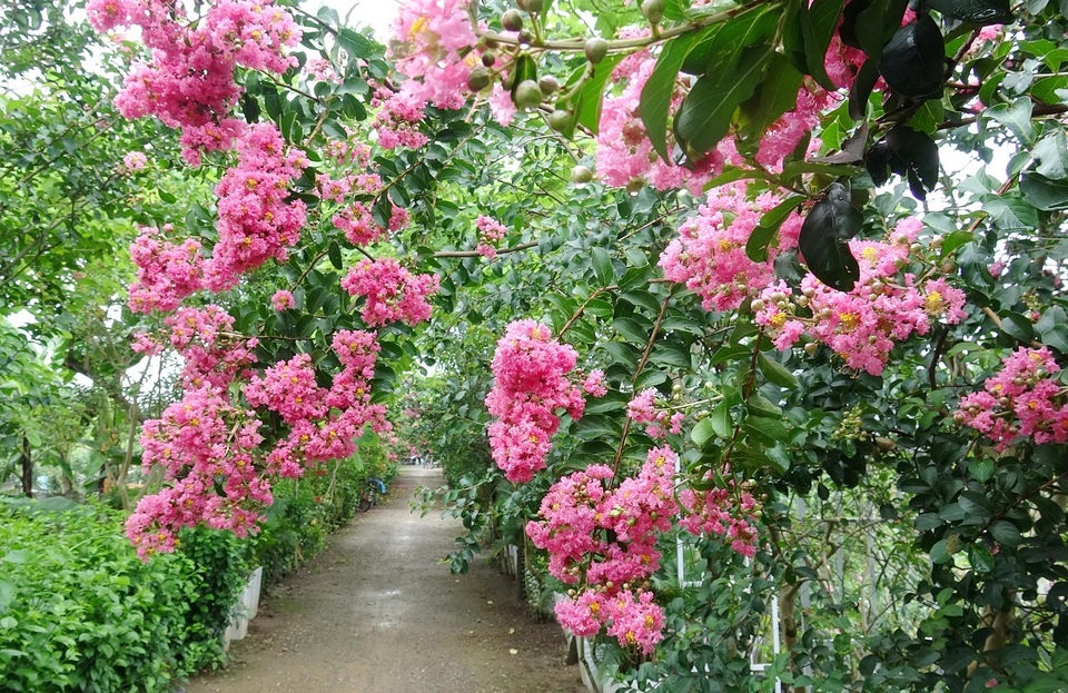 Phát sốt với con đường hoa tường vi đẹp như mơ ở Hà Nội - 1 Phát sốt với con đường hoa tường vi đẹp như mơ ở Hà Nội - 1