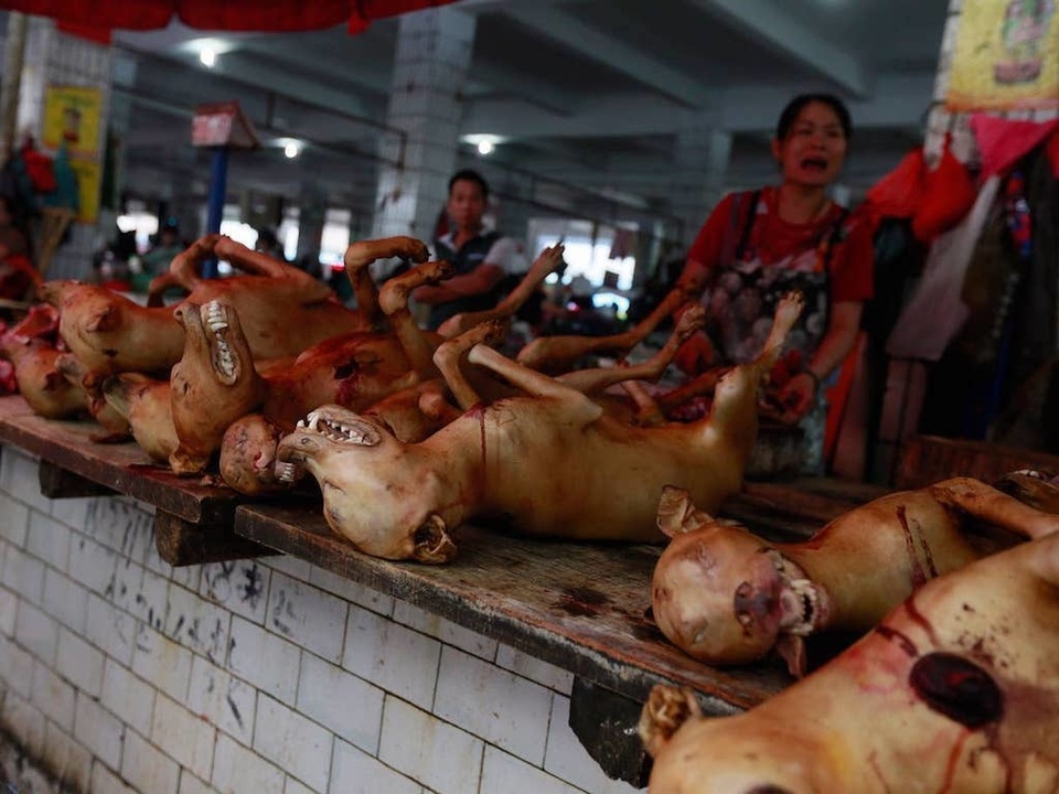 Hàng triệu người ký đơn đề nghị chấm dứt lễ hội thịt chó - 7 Hàng triệu người ký đơn đề nghị chấm dứt lễ hội thịt chó - 7