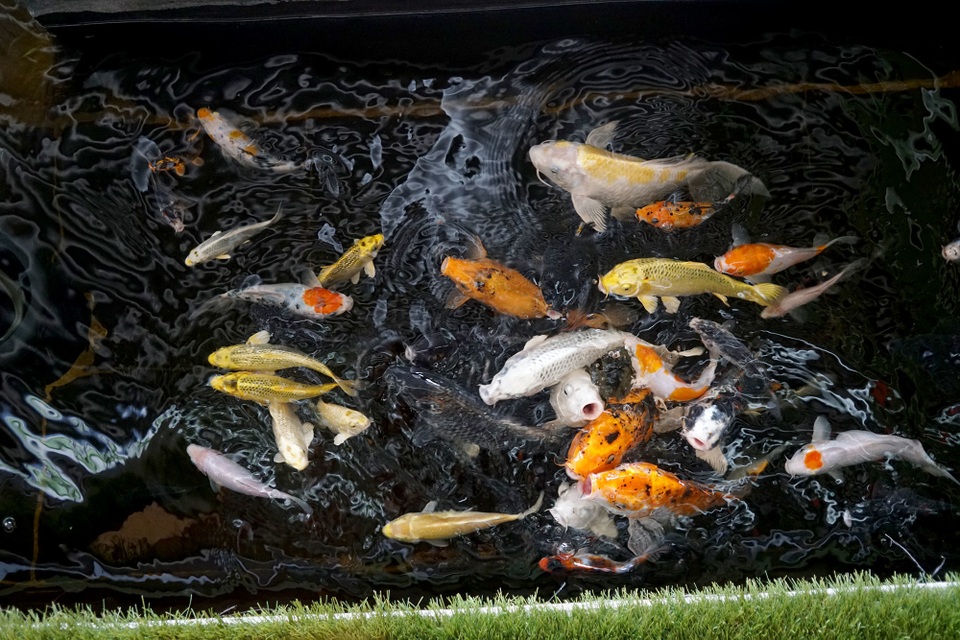 Độc lạ quán cà phê cho khách ngồi dưới lòng hồ ngắm cá - 9