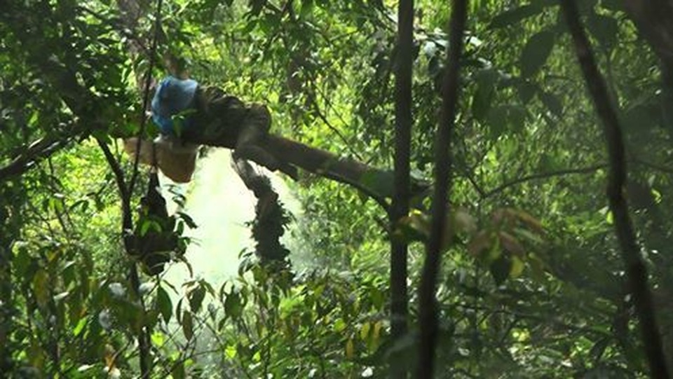 Sang Lào bắt ong, bị ong đốt tử vong - 1 Sang Lào bắt ong, bị ong đốt tử vong - 1
